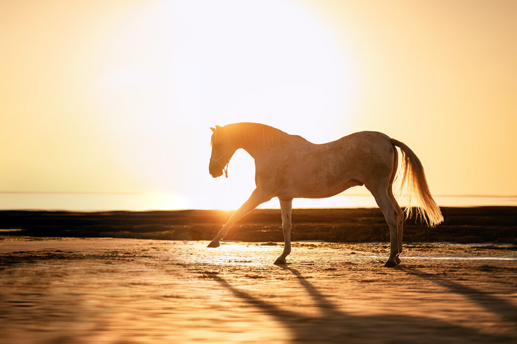 photographe equin la rochelle