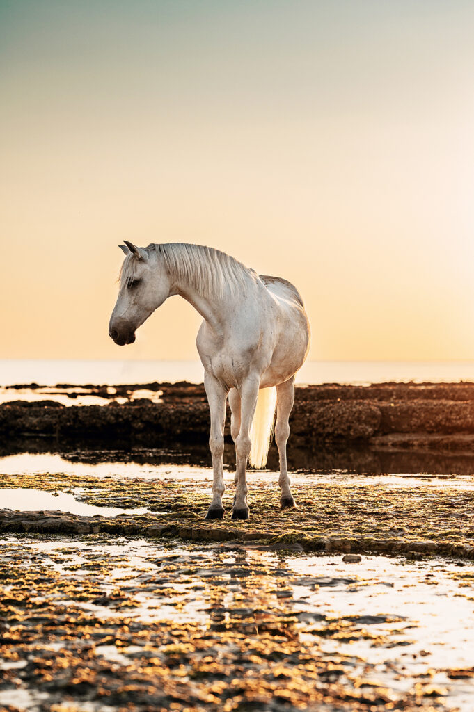 photographe equin la rochelle