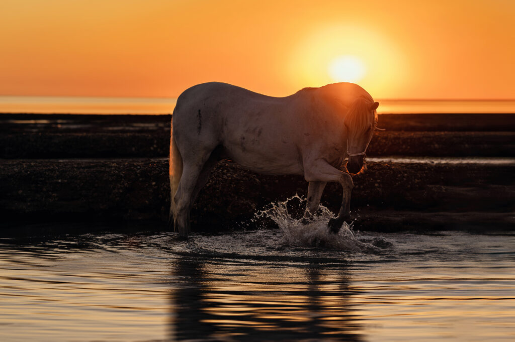 photographe equin la rochelle