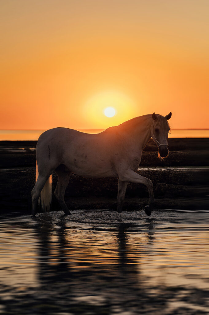 photographe equin la rochelle