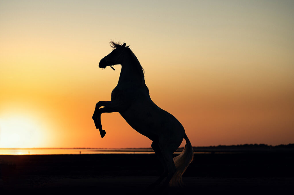 photographe equin la rochelle