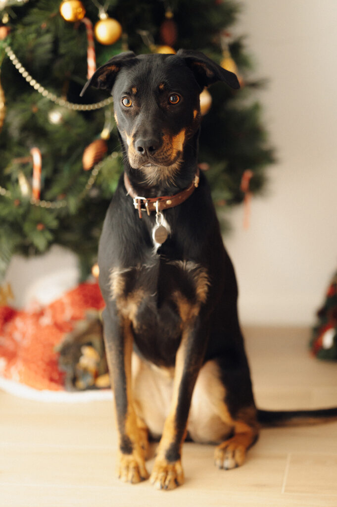 photographe canin la rochelle