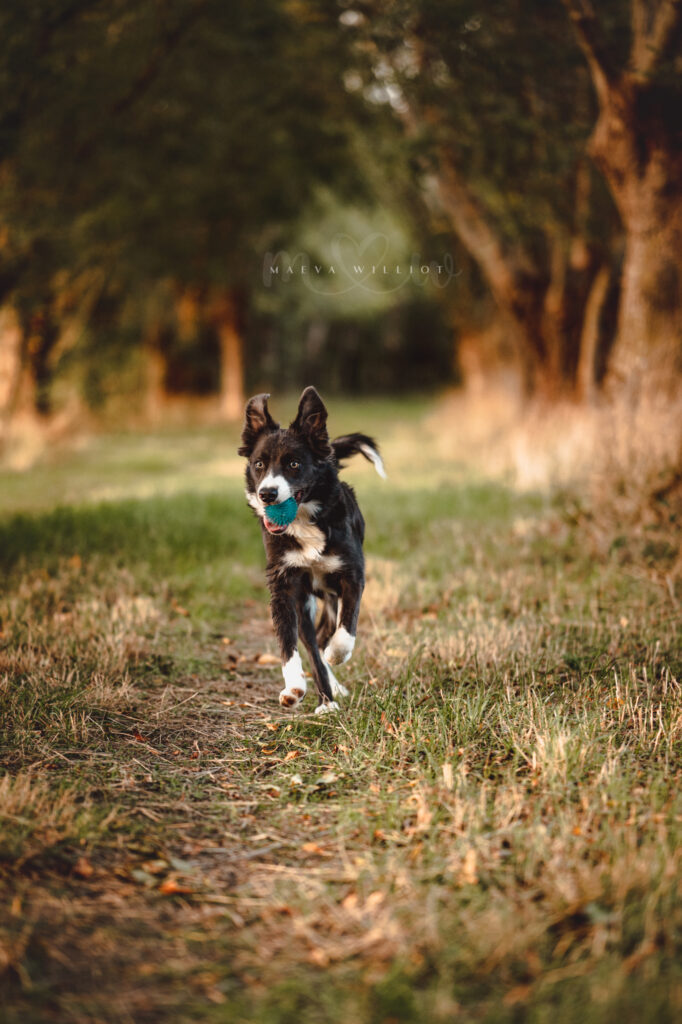 photographe canin la rochelle