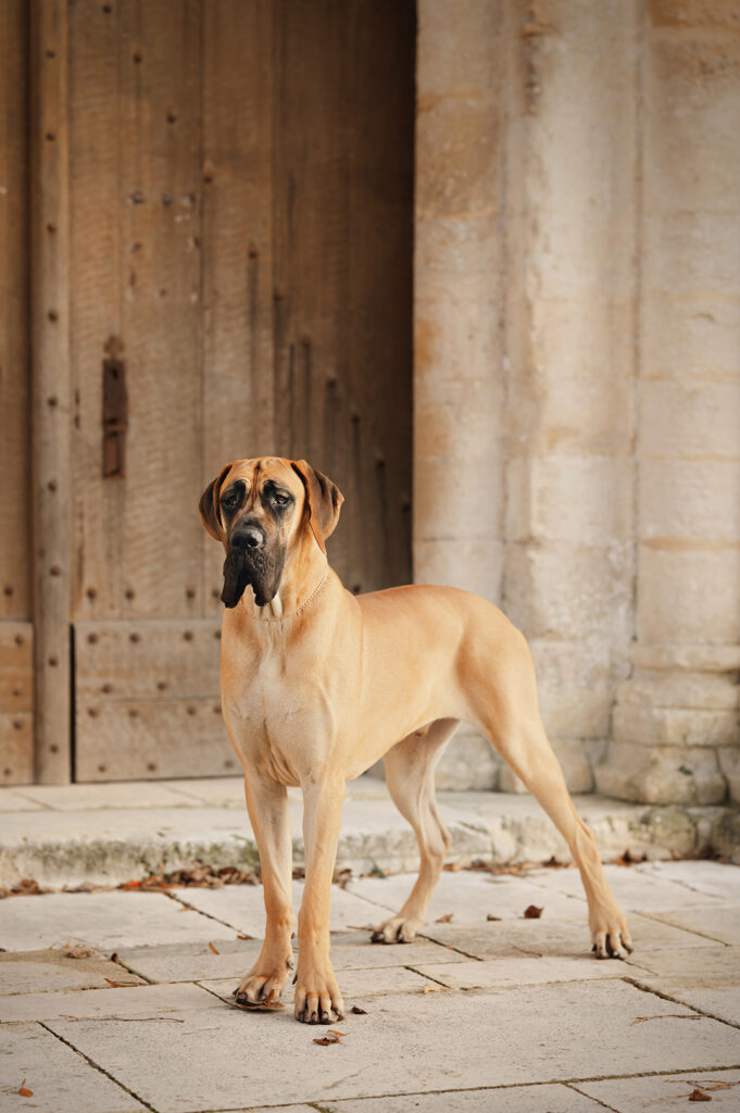 photographe canin la rochelle