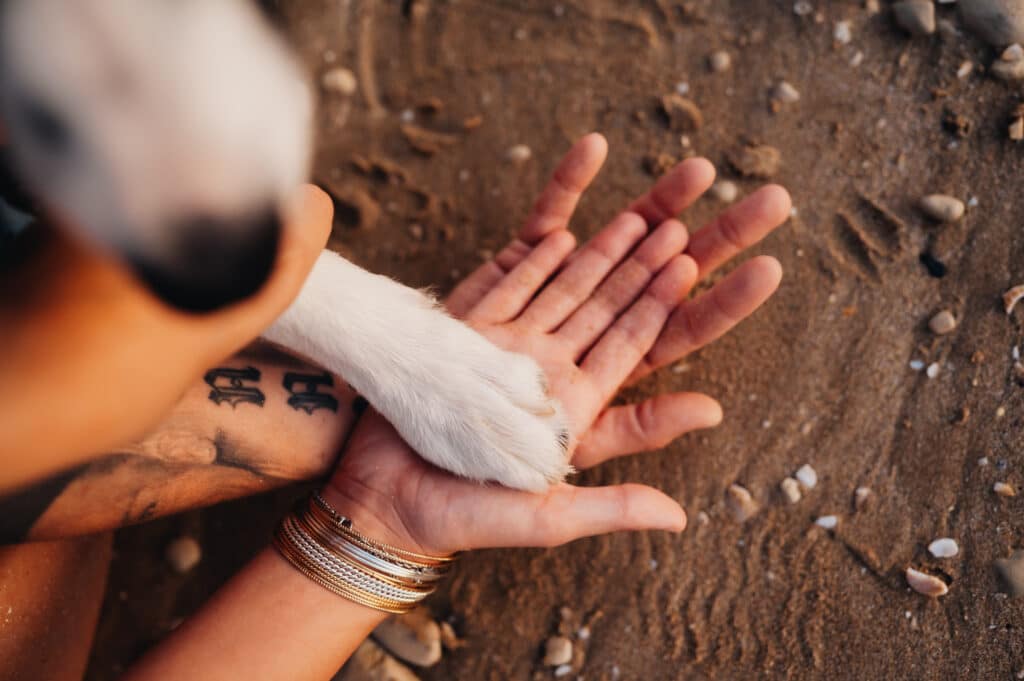 photographe canin la rochelle